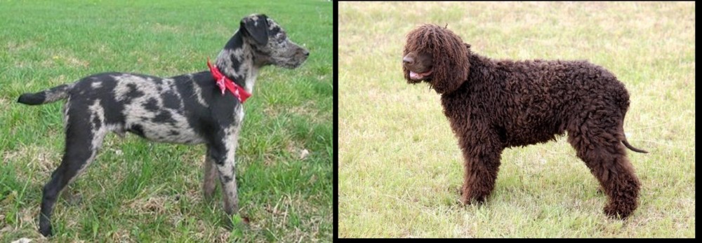Irish Water Spaniel vs Atlas Terrier - Breed Comparison