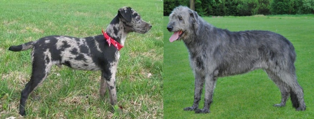 Irish Wolfhound vs Atlas Terrier - Breed Comparison