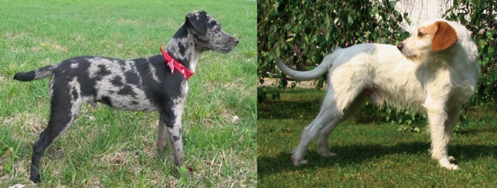 Istarski Ostrodlaki Gonic vs Atlas Terrier - Breed Comparison