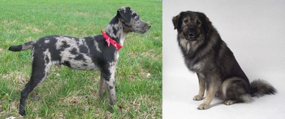Istrian Sheepdog vs Atlas Terrier - Breed Comparison