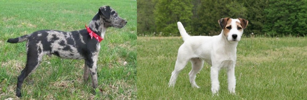 Jack Russell Terrier vs Atlas Terrier - Breed Comparison