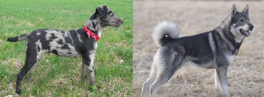 Jamthund vs Atlas Terrier - Breed Comparison