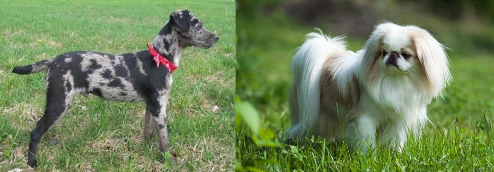 Japanese Chin vs Atlas Terrier - Breed Comparison