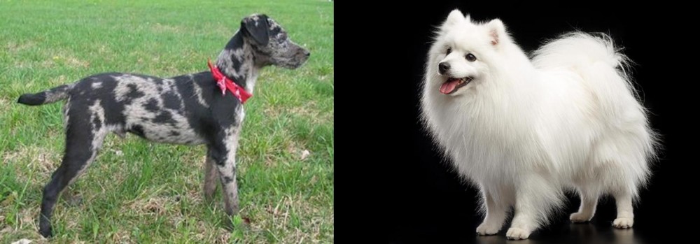 Japanese Spitz vs Atlas Terrier - Breed Comparison