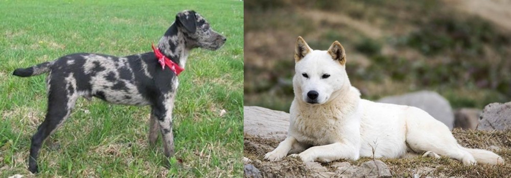 Jindo vs Atlas Terrier - Breed Comparison