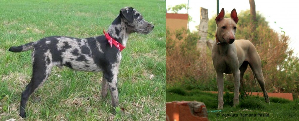 Jonangi vs Atlas Terrier - Breed Comparison