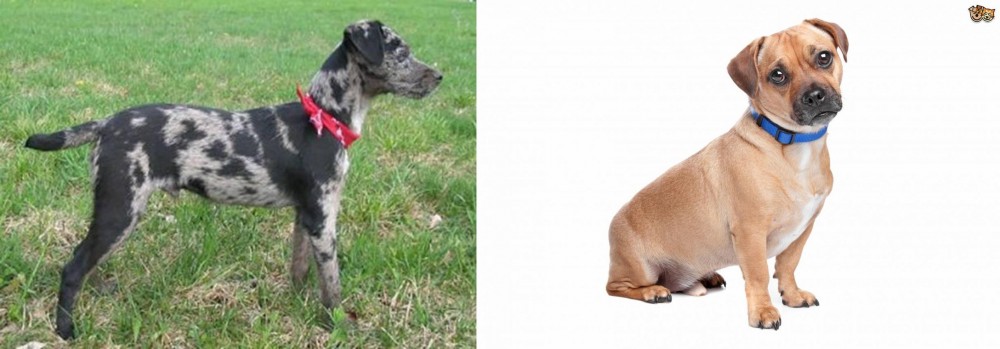 Jug vs Atlas Terrier - Breed Comparison