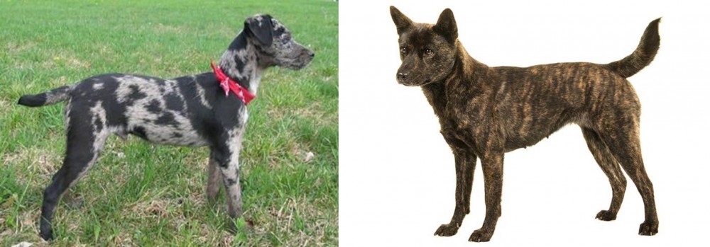 Kai Ken vs Atlas Terrier - Breed Comparison