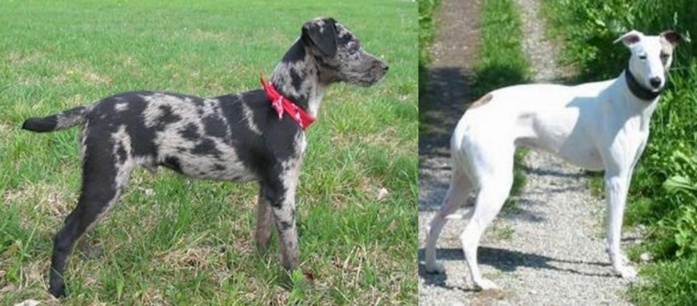 Kaikadi vs Atlas Terrier - Breed Comparison