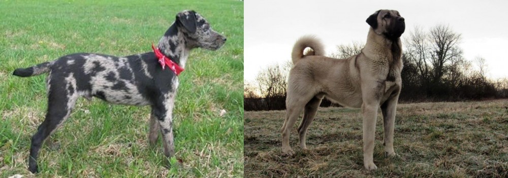 Kangal Dog vs Atlas Terrier - Breed Comparison