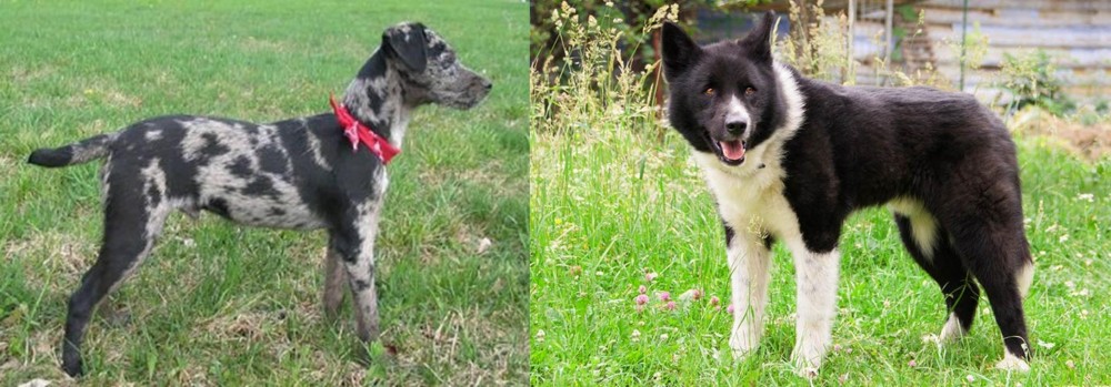 Karelian Bear Dog vs Atlas Terrier - Breed Comparison
