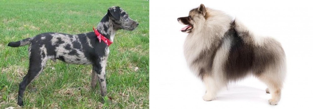 Keeshond vs Atlas Terrier - Breed Comparison