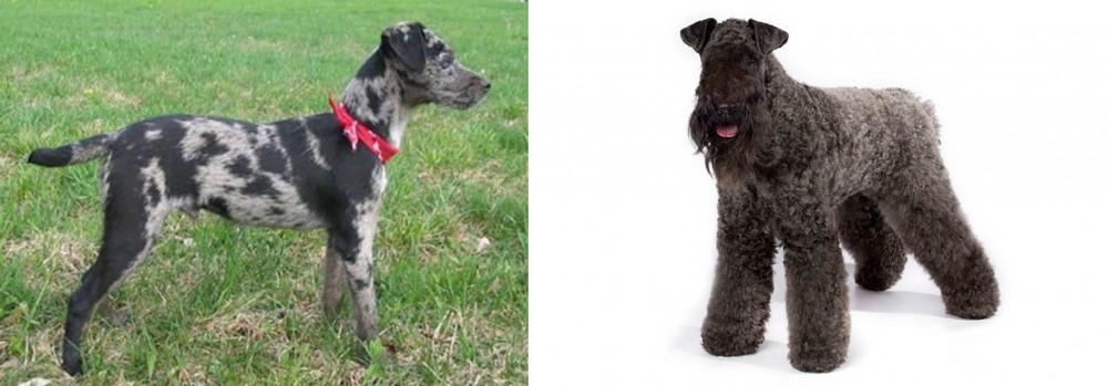 Kerry Blue Terrier vs Atlas Terrier - Breed Comparison