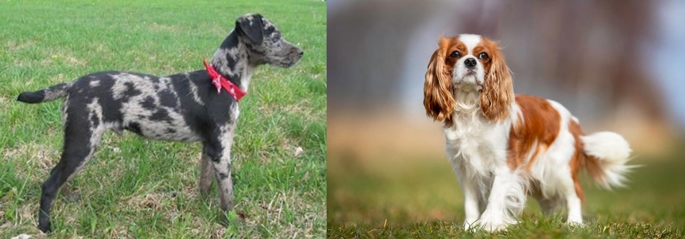 King Charles Spaniel vs Atlas Terrier - Breed Comparison