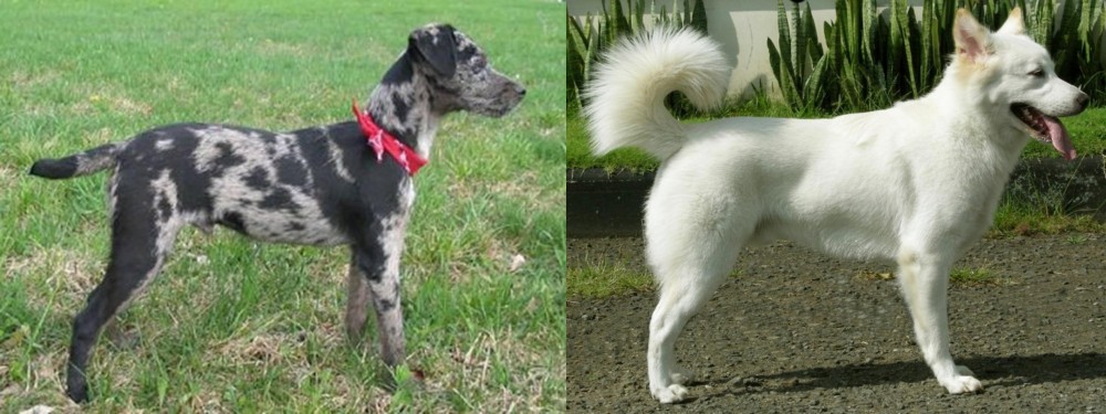 Kintamani vs Atlas Terrier - Breed Comparison