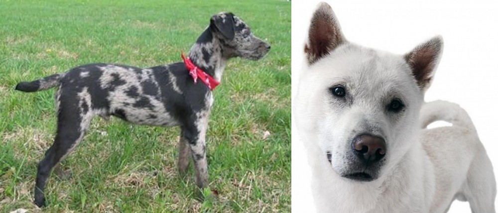 Kishu vs Atlas Terrier - Breed Comparison