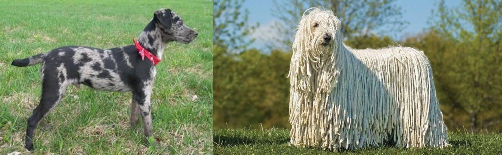 Komondor vs Atlas Terrier - Breed Comparison