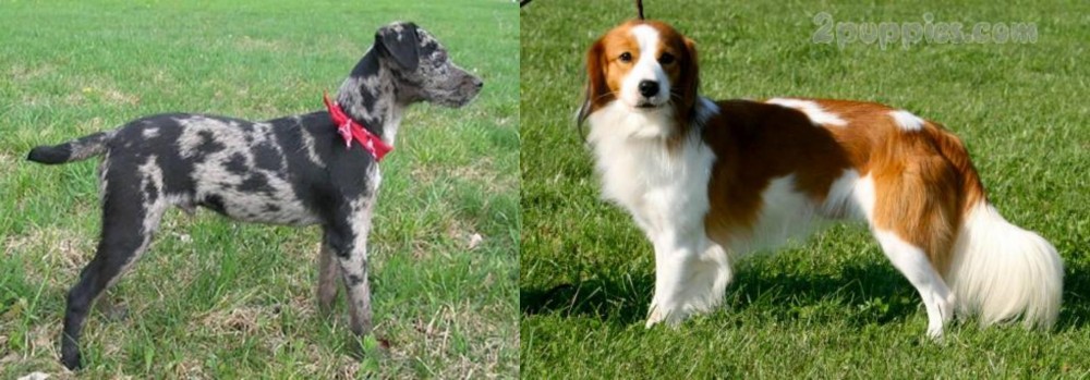 Kooikerhondje vs Atlas Terrier - Breed Comparison