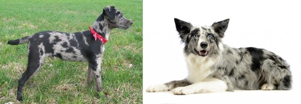 Koolie vs Atlas Terrier - Breed Comparison