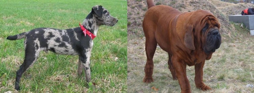 Korean Mastiff vs Atlas Terrier - Breed Comparison