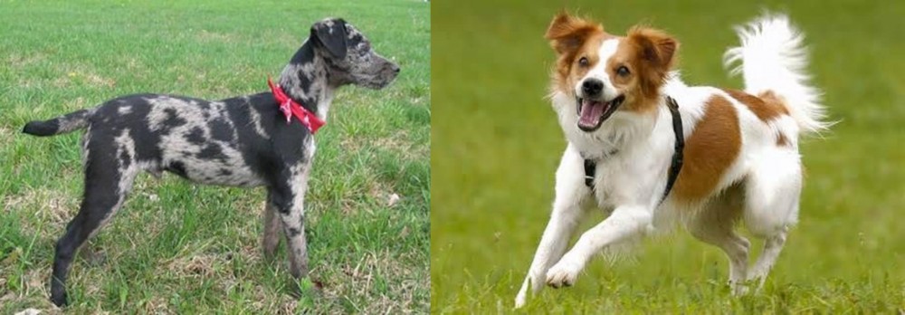Kromfohrlander vs Atlas Terrier - Breed Comparison