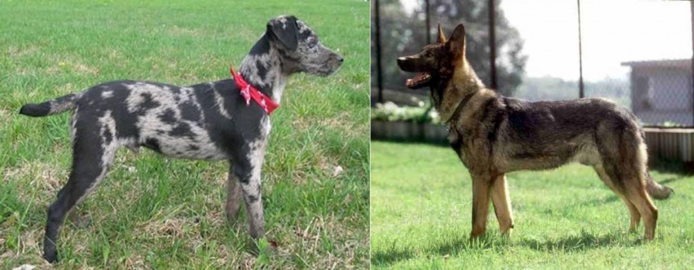 Kunming Dog vs Atlas Terrier - Breed Comparison