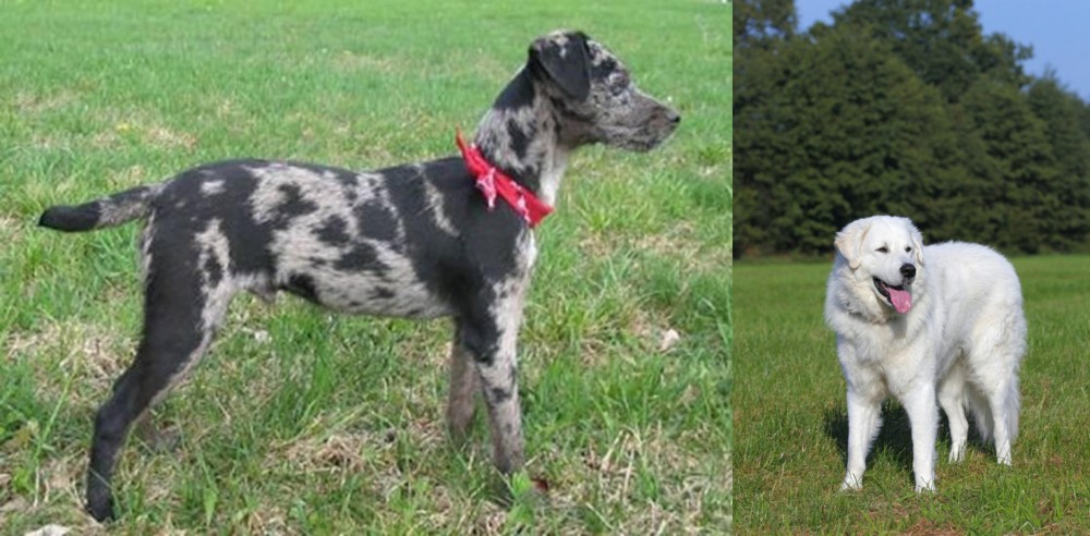 Kuvasz vs Atlas Terrier - Breed Comparison