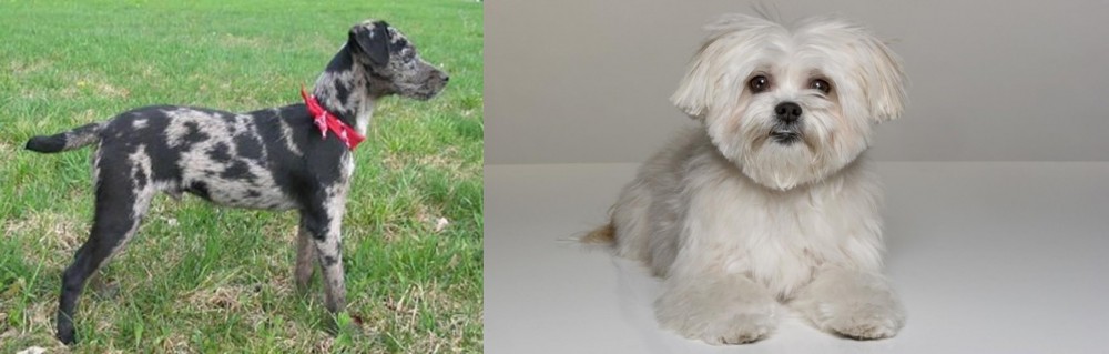 Kyi-Leo vs Atlas Terrier - Breed Comparison