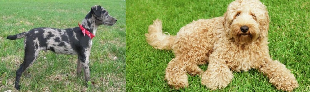 Labradoodle vs Atlas Terrier - Breed Comparison