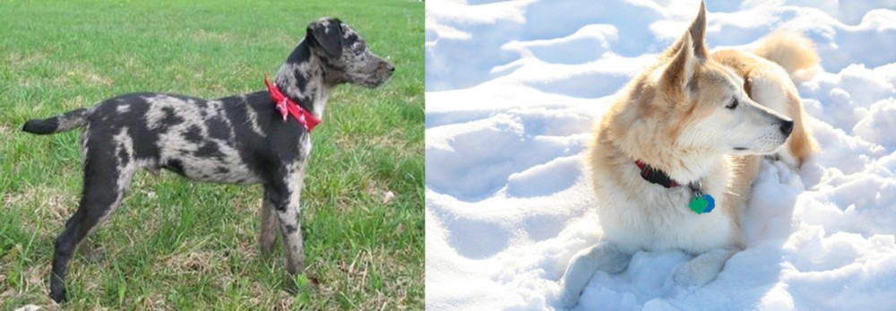 Labrador Husky vs Atlas Terrier - Breed Comparison