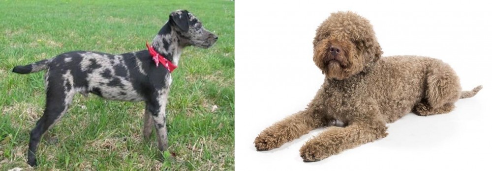 Lagotto Romagnolo vs Atlas Terrier - Breed Comparison
