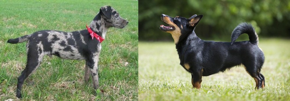 Lancashire Heeler vs Atlas Terrier - Breed Comparison