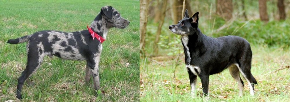 Lapponian Herder vs Atlas Terrier - Breed Comparison