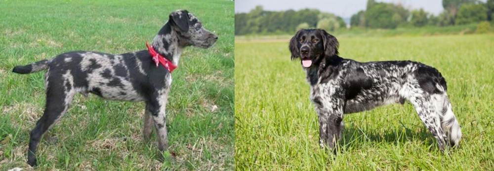 Large Munsterlander vs Atlas Terrier - Breed Comparison