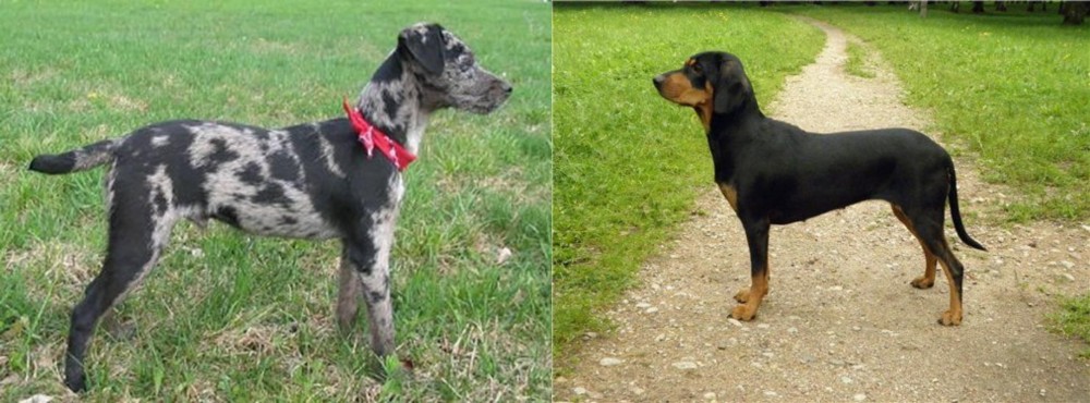 Latvian Hound vs Atlas Terrier - Breed Comparison