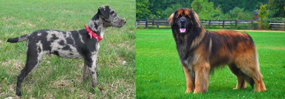 Leonberger vs Atlas Terrier - Breed Comparison
