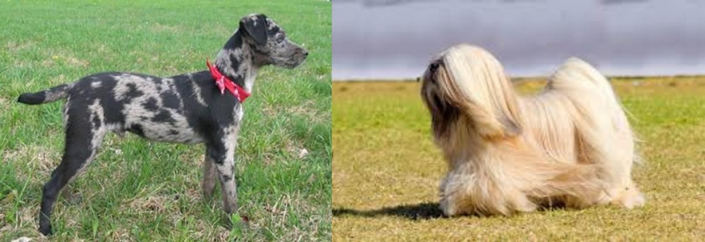 Lhasa Apso vs Atlas Terrier - Breed Comparison