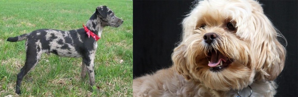 Lhasapoo vs Atlas Terrier - Breed Comparison