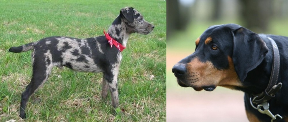 Lithuanian Hound vs Atlas Terrier - Breed Comparison