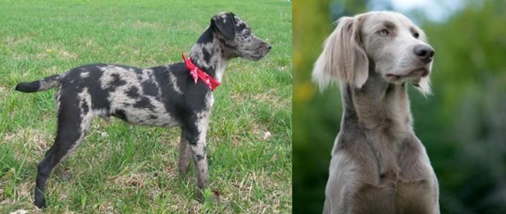 Longhaired Weimaraner vs Atlas Terrier - Breed Comparison