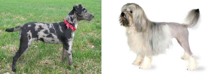 Lowchen vs Atlas Terrier - Breed Comparison