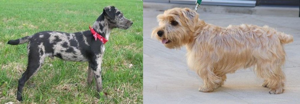 Lucas Terrier vs Atlas Terrier - Breed Comparison