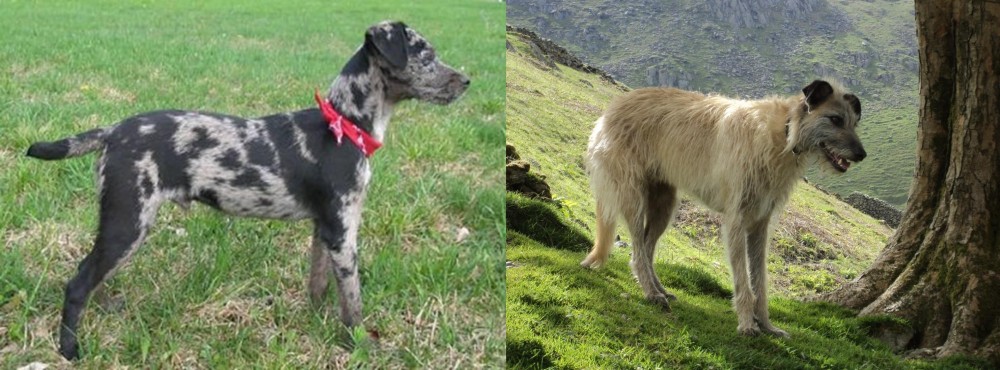 Lurcher vs Atlas Terrier - Breed Comparison