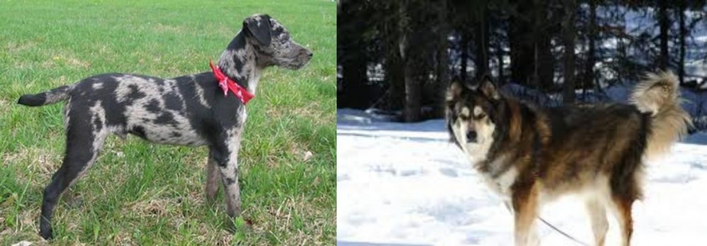 Mackenzie River Husky vs Atlas Terrier - Breed Comparison