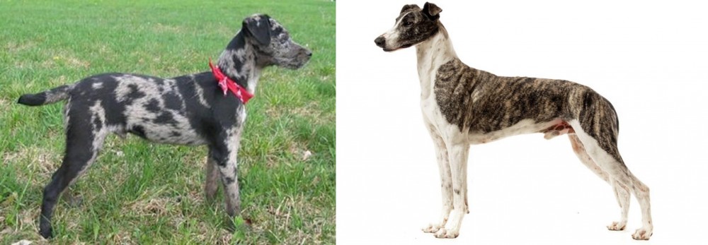 Magyar Agar vs Atlas Terrier - Breed Comparison