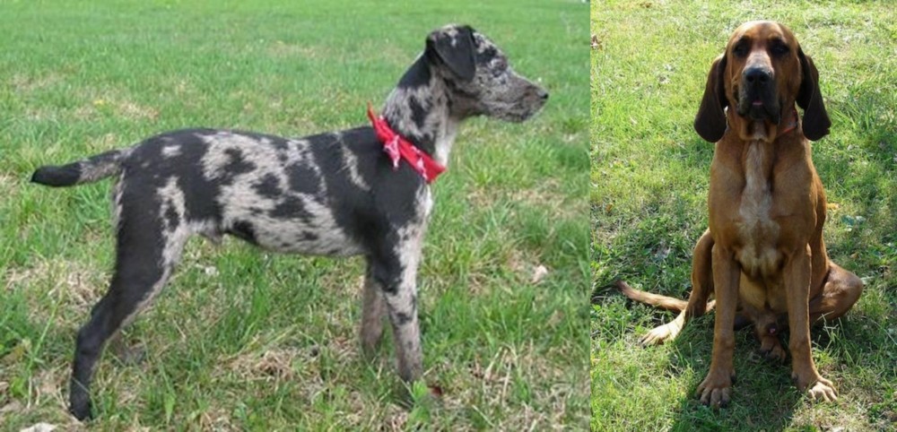 Majestic Tree Hound vs Atlas Terrier - Breed Comparison