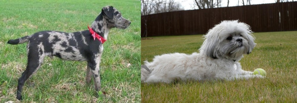 Mal-Shi vs Atlas Terrier - Breed Comparison