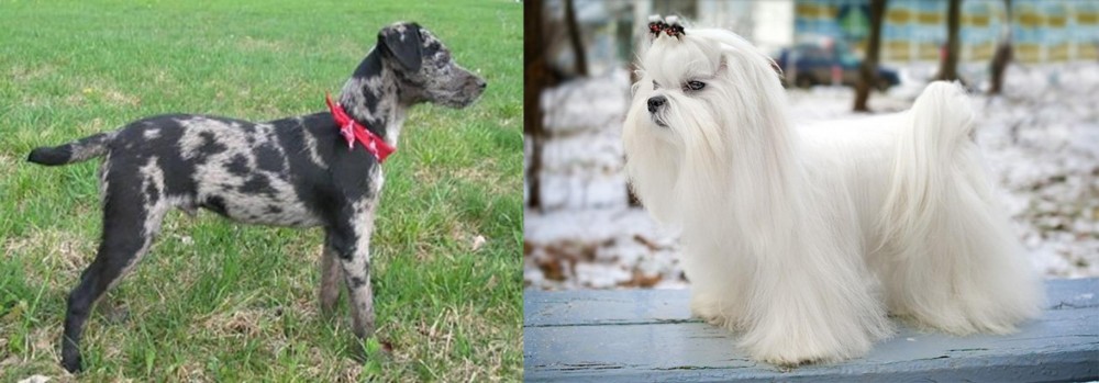 Maltese vs Atlas Terrier - Breed Comparison