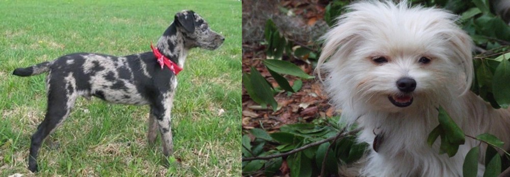 Malti-Pom vs Atlas Terrier - Breed Comparison