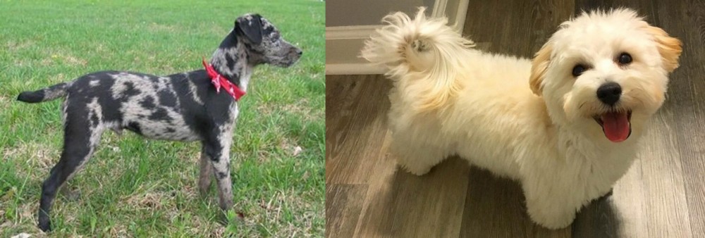 Maltipoo vs Atlas Terrier - Breed Comparison